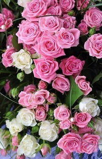 Вероника Сташевская