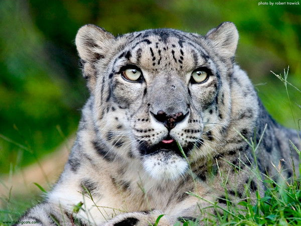 Вадим Иванов