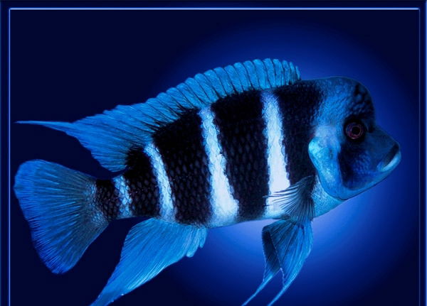 Екатерина Жингель