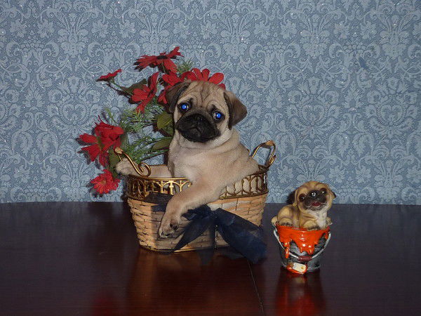 Алекс Сколота