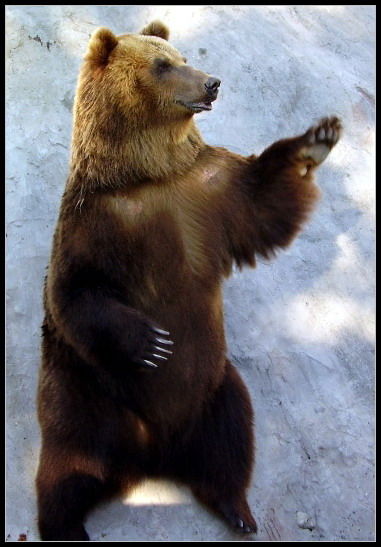 Миша Краснов