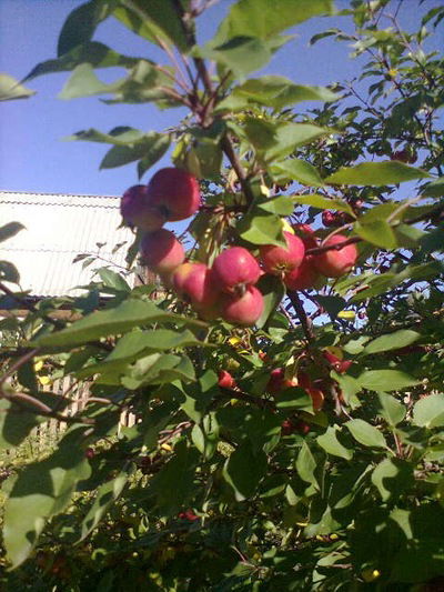 Надежда Горошкова