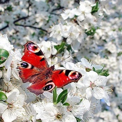 Айгуль Тулунгужина