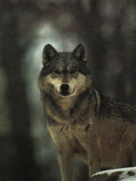 Александр В.