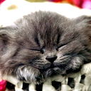 Василий Халимов