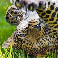 Людмила Антипова