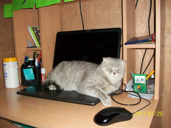 Аня Якурнова