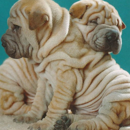 Анна Денисенко