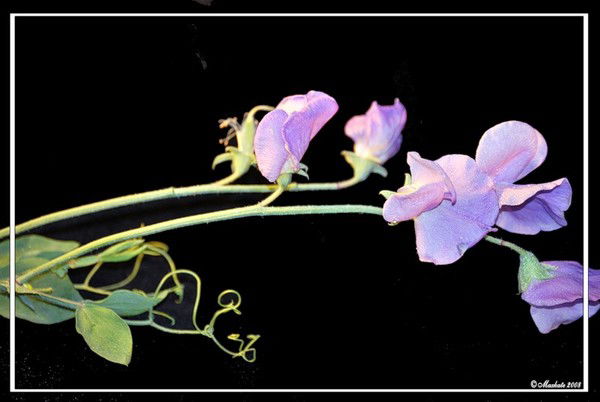 ((Р@иса Томашова))