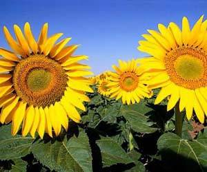 Венера Беспалова