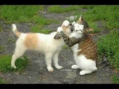 Салих Сойтекин