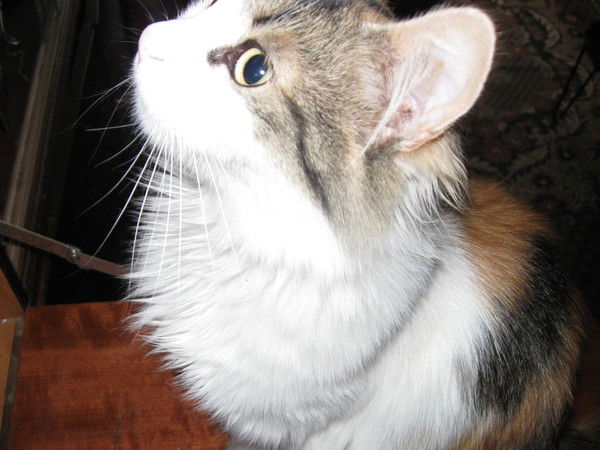 Юлия Погорельская