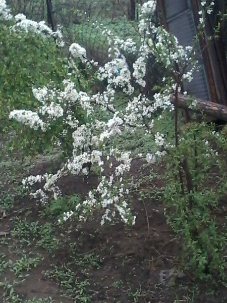 Анастасия Цымбал