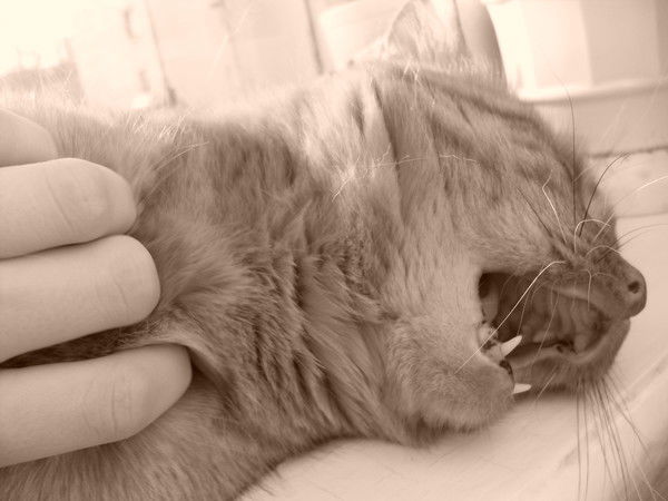 Александр Сенькин