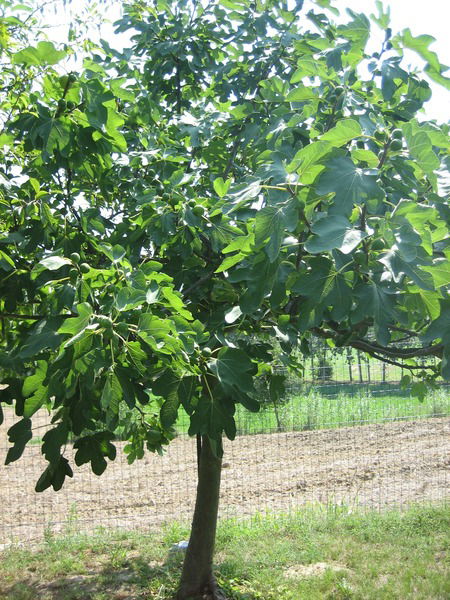 Kонстантин Кузнецов