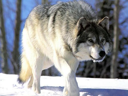 Одинокий Wolf