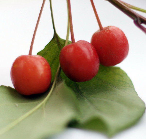 Людмила Вайнштейн