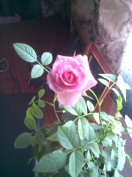 Асель Адиевна Макамбетова