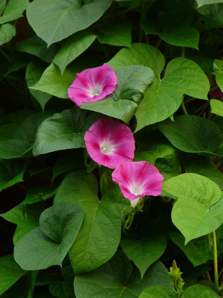 Светлана Беллоусова