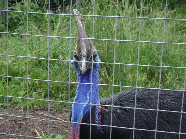 Елена Микрюкова