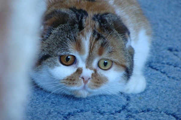 Юлия Сытюгина