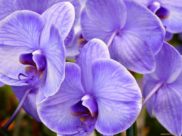 Вита Стебловская