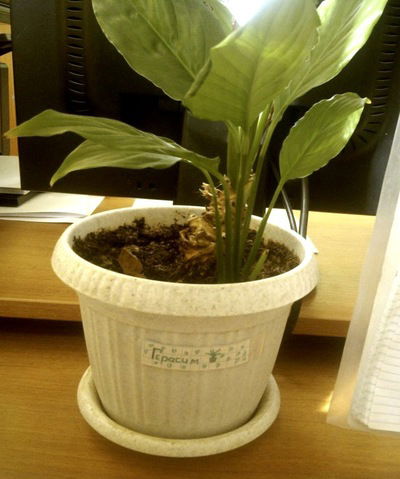 Ирина Сергеевна