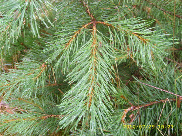 Татьяна Кичигина