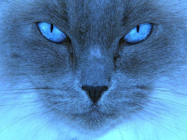 Кавайка Няшкина