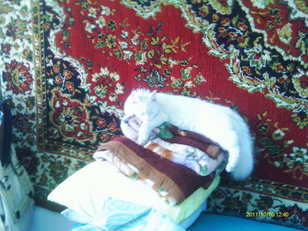 Дмитрий Качуровский