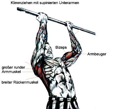 Пресс Мышцы