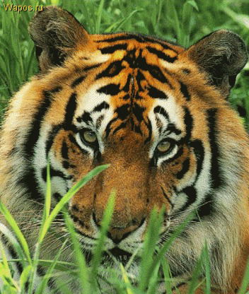 Алексей Брюхин