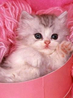 Светлана Ушакова