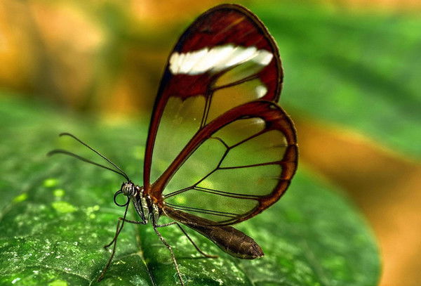 Анастасия Егорова