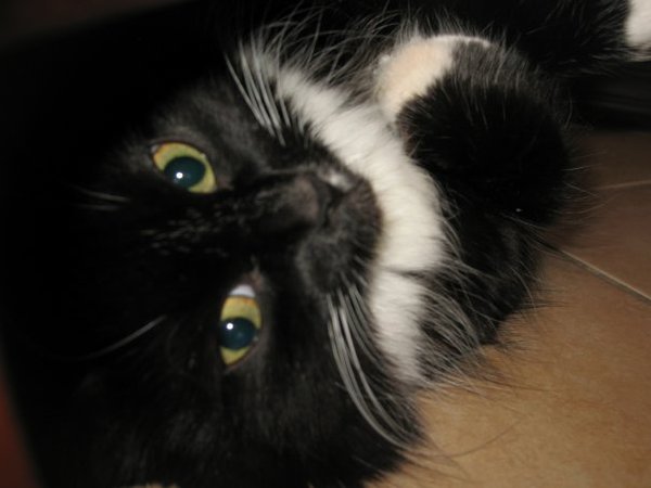 Наталия Писаревская