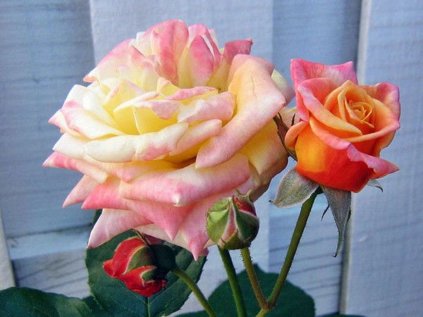 Наталья Кобякова