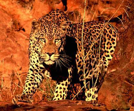 Наталья Снесарь