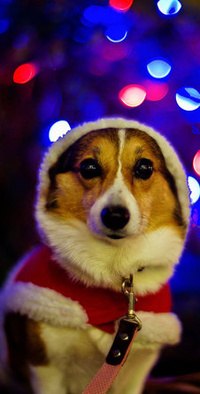 Жеха Сидоренко