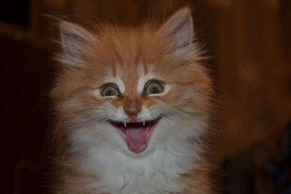 Виталий Кузнецов