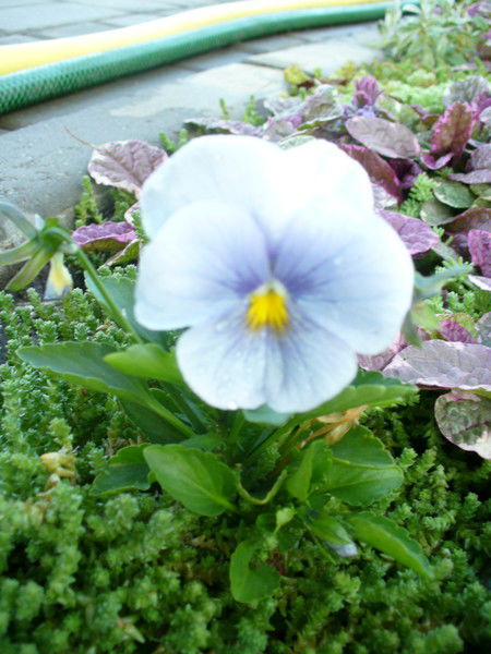 Анна Краснова