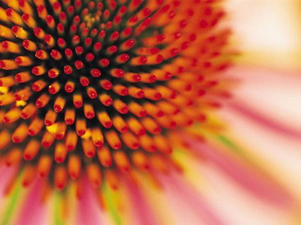 Шандер Мюллер