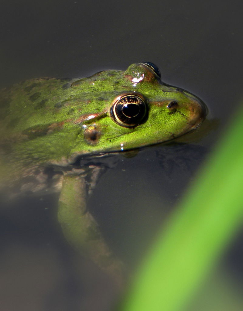 Зульфия Хузиева