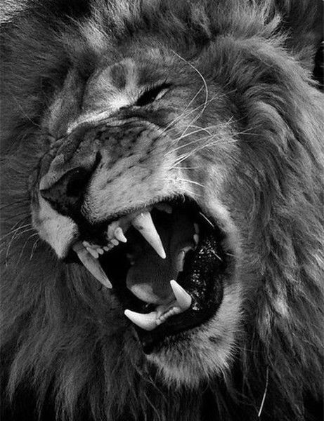 Гусейн Зейналлы