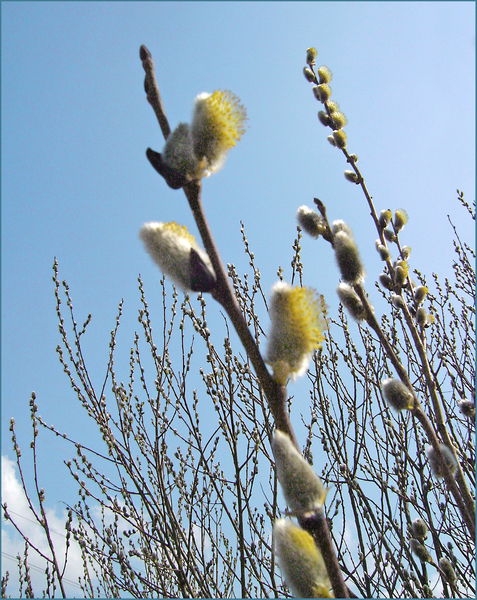 Евгений Почуев