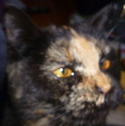 Саша Стрельцова