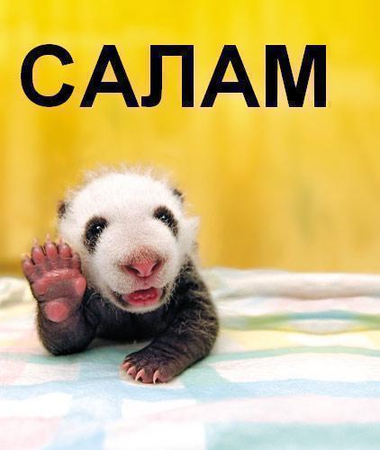 Андрей Комиссаров