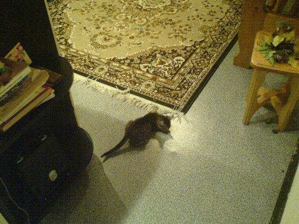 Степа Рыбальченко