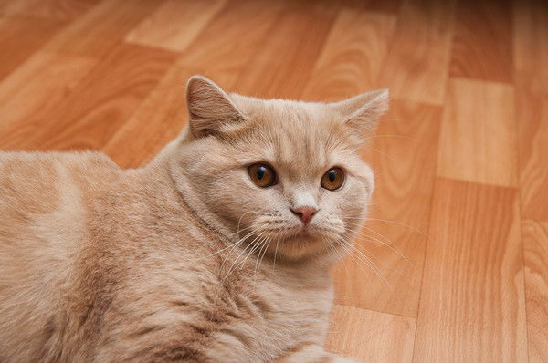 Ирина Терещенко