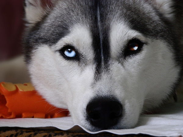 …~Constantin~… …~Vinogradov~…