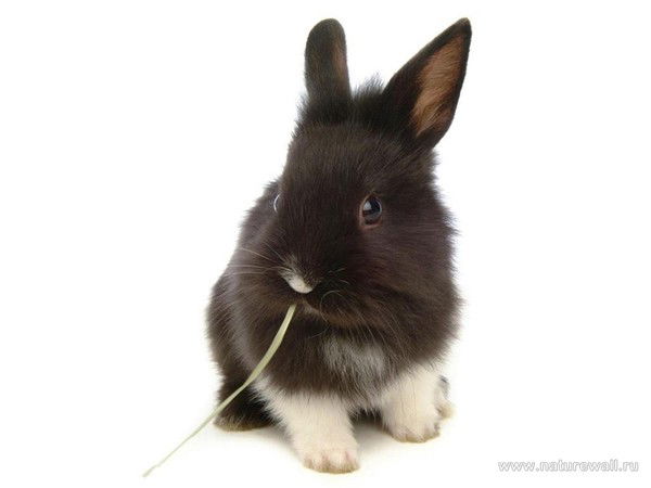 Влад Рубцов